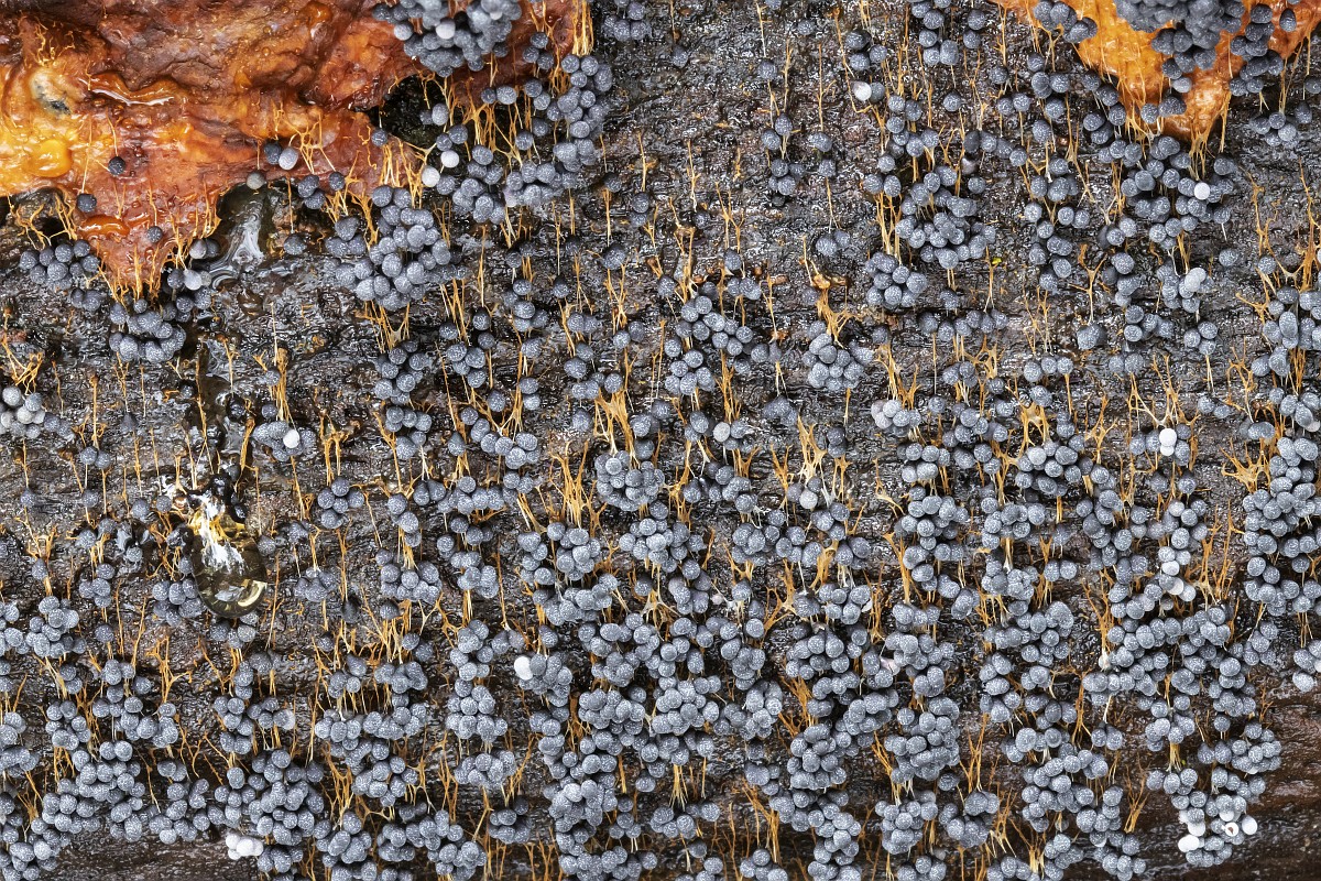 Erkak haftada necha marta onanizm bilan shugullanishi mumkin? Moskvada jinsiy aloqa uchun pul tolaydigan ayollar